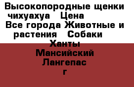 Высокопородные щенки чихуахуа › Цена ­ 25 000 - Все города Животные и растения » Собаки   . Ханты-Мансийский,Лангепас г.